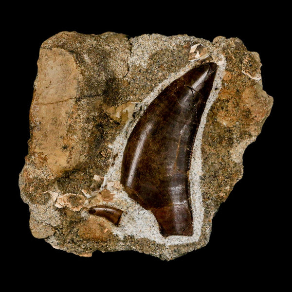 Tyrannosaur Serrated Fossil Tooth And Dromaeosaurus Raptor Dinosaur Tooth In Matrix