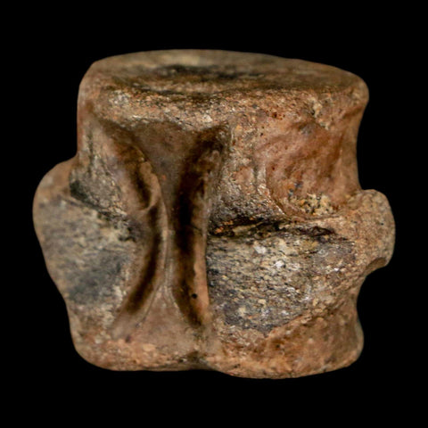 1.1" Champsosaurus Gigas Reptile Fossil Vertebrae Cretaceous Hell Creek FM MT COA