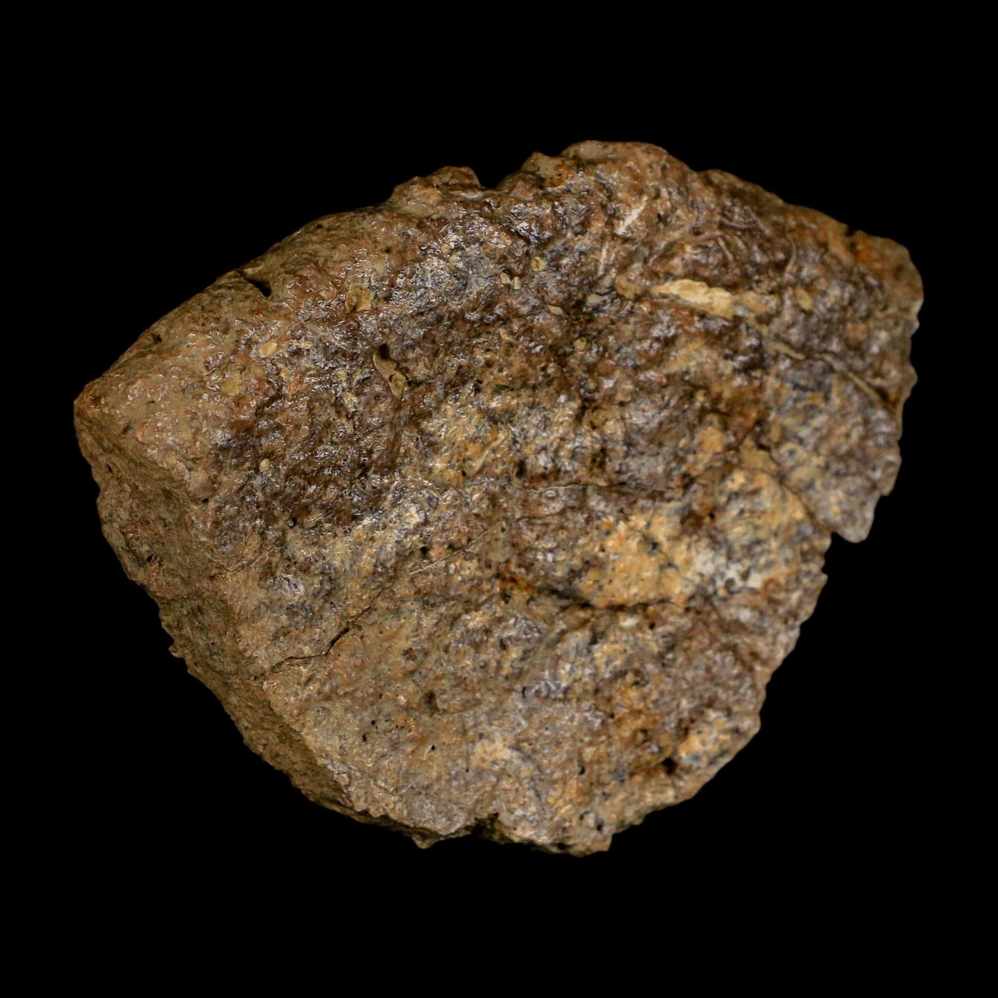 3.1" Ankylosaurus Fossil Scute Bone Judith River FM Cretaceous Dinosaur MT COA - Fossil Age Minerals