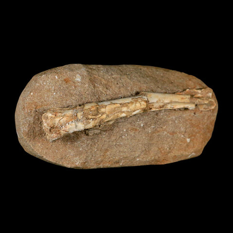 6" Pterosaur Tethydraco Regalis Fossil Bone Upper Cretaceous Morocco Stand COA - Fossil Age Minerals