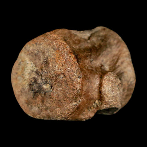 1.1" Champsosaurus Gigas Reptile Fossil Vertebrae Cretaceous Hell Creek FM MT COA