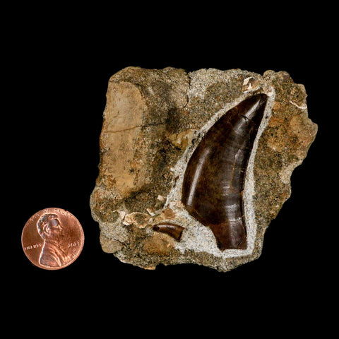 Tyrannosaur Serrated Fossil Tooth And Dromaeosaurus Raptor Dinosaur Tooth In Matrix - Fossil Age Minerals