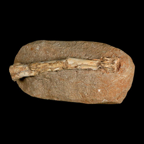 6" Pterosaur Tethydraco Regalis Fossil Bone Upper Cretaceous Morocco Stand COA - Fossil Age Minerals