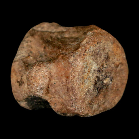 1.1" Champsosaurus Gigas Reptile Fossil Vertebrae Cretaceous Hell Creek FM MT COA