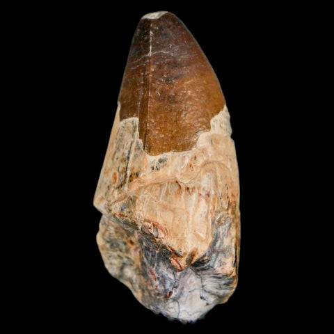 2" Sarcosuchus Imperator Crocodile Fossil Tooth Elrhaz FM Cretaceous Niger COA - Fossil Age Minerals