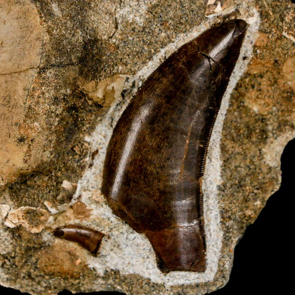 Tyrannosaur Serrated Fossil Tooth And Dromaeosaurus Raptor Dinosaur Tooth In Matrix