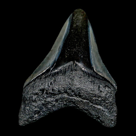 2.4" Quality Megalodon Shark Tooth Serrated Fossil Natural Miocene Age COA - Fossil Age Minerals