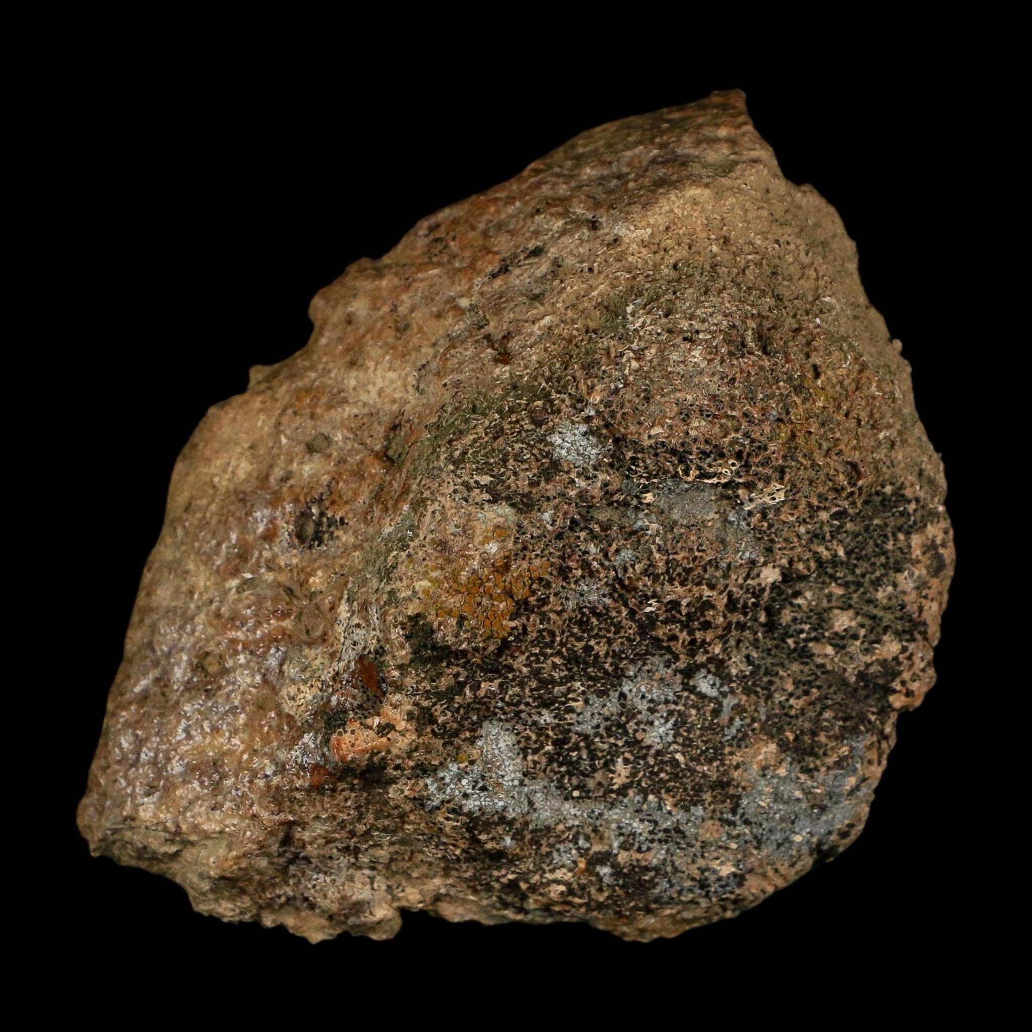 3.1" Ankylosaurus Fossil Scute Bone Judith River FM Cretaceous Dinosaur MT COA - Fossil Age Minerals