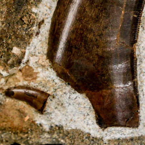 Tyrannosaur Serrated Fossil Tooth And Dromaeosaurus Raptor Dinosaur Tooth In Matrix - Fossil Age Minerals