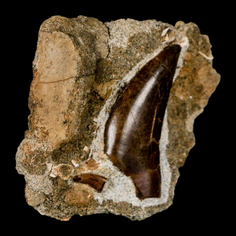 Tyrannosaur Serrated Fossil Tooth And Dromaeosaurus Raptor Dinosaur Tooth In Matrix - Fossil Age Minerals