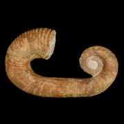 3.8" Heteromorph Rarest Of Fossil Ammonites Barremain Age Morocco Ancyloceras