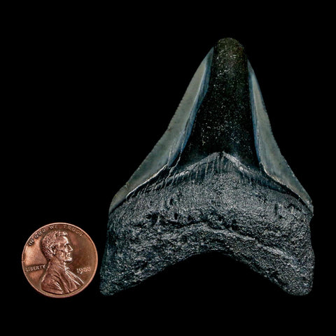 2.4" Quality Megalodon Shark Tooth Serrated Fossil Natural Miocene Age COA - Fossil Age Minerals