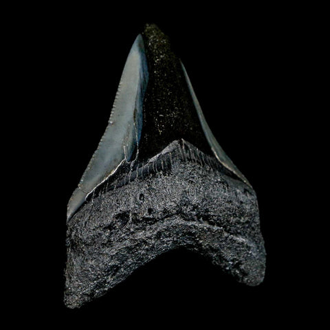 2.4" Quality Megalodon Shark Tooth Serrated Fossil Natural Miocene Age COA - Fossil Age Minerals