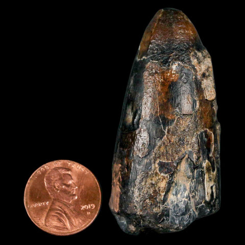 2.1" Sarcosuchus Imperator Crocodile Fossil Tooth Elrhaz FM Cretaceous Niger COA - Fossil Age Minerals