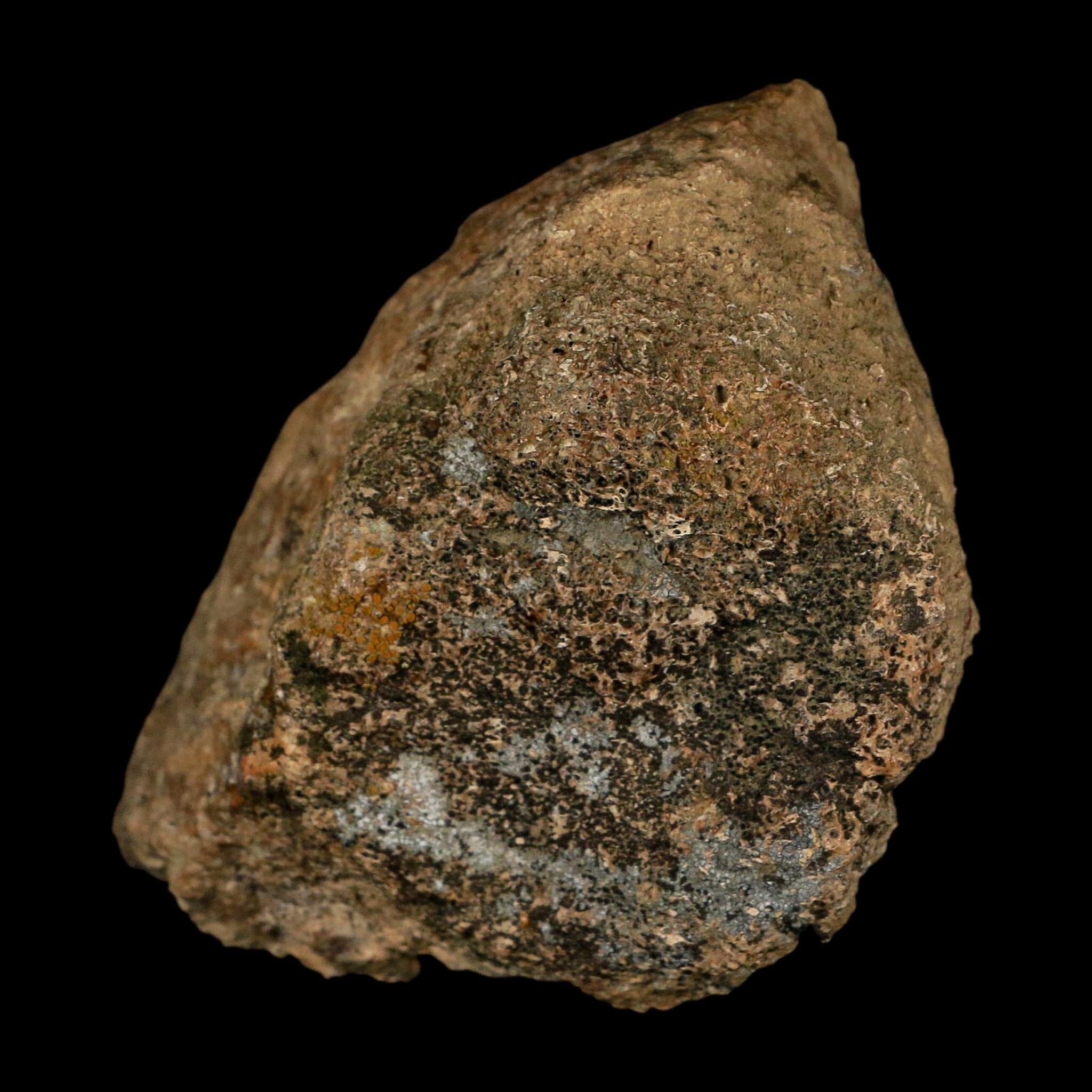 3.1" Ankylosaurus Fossil Scute Bone Judith River FM Cretaceous Dinosaur MT COA - Fossil Age Minerals