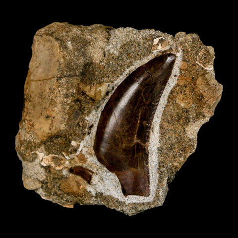 Tyrannosaur Serrated Fossil Tooth And Dromaeosaurus Raptor Dinosaur Tooth In Matrix - Fossil Age Minerals