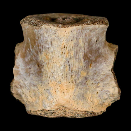 0.9" Champsosaurus Gigas Reptile Fossil Vertebrae Cretaceous Hell Creek FM MT COA