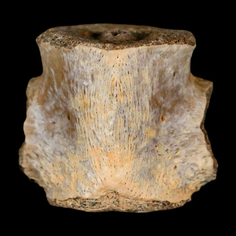 0.9" Champsosaurus Gigas Reptile Fossil Vertebrae Cretaceous Hell Creek FM MT COA