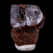 0.3" Ceratopsian Fossil Tooth Avaceratops or Medusaceratops Dinosaur Judith River MT