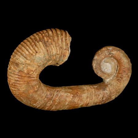 3.8" Heteromorph Rarest Of Fossil Ammonites Barremain Age Morocco Ancyloceras