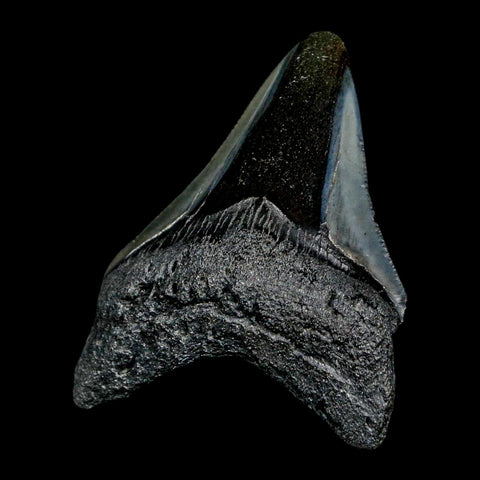 2.4" Quality Megalodon Shark Tooth Serrated Fossil Natural Miocene Age COA - Fossil Age Minerals