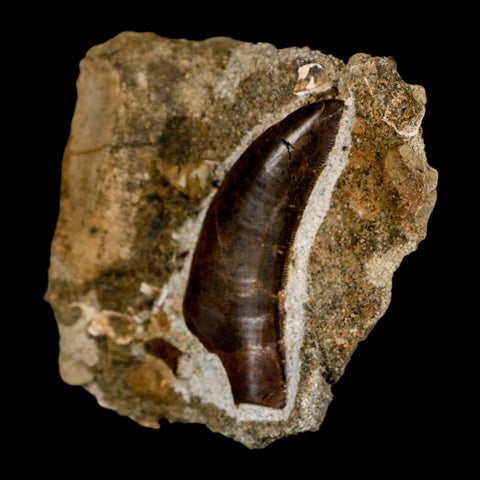Tyrannosaur Serrated Fossil Tooth And Dromaeosaurus Raptor Dinosaur Tooth In Matrix - Fossil Age Minerals