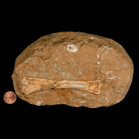 4.6" Pterosaur Tethydraco Regalis Fossil Bone Upper Cretaceous Morocco Stand COA - Fossil Age Minerals