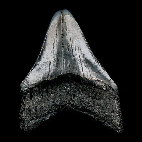 2.4" Quality Megalodon Shark Tooth Serrated Fossil Natural Miocene Age COA - Fossil Age Minerals