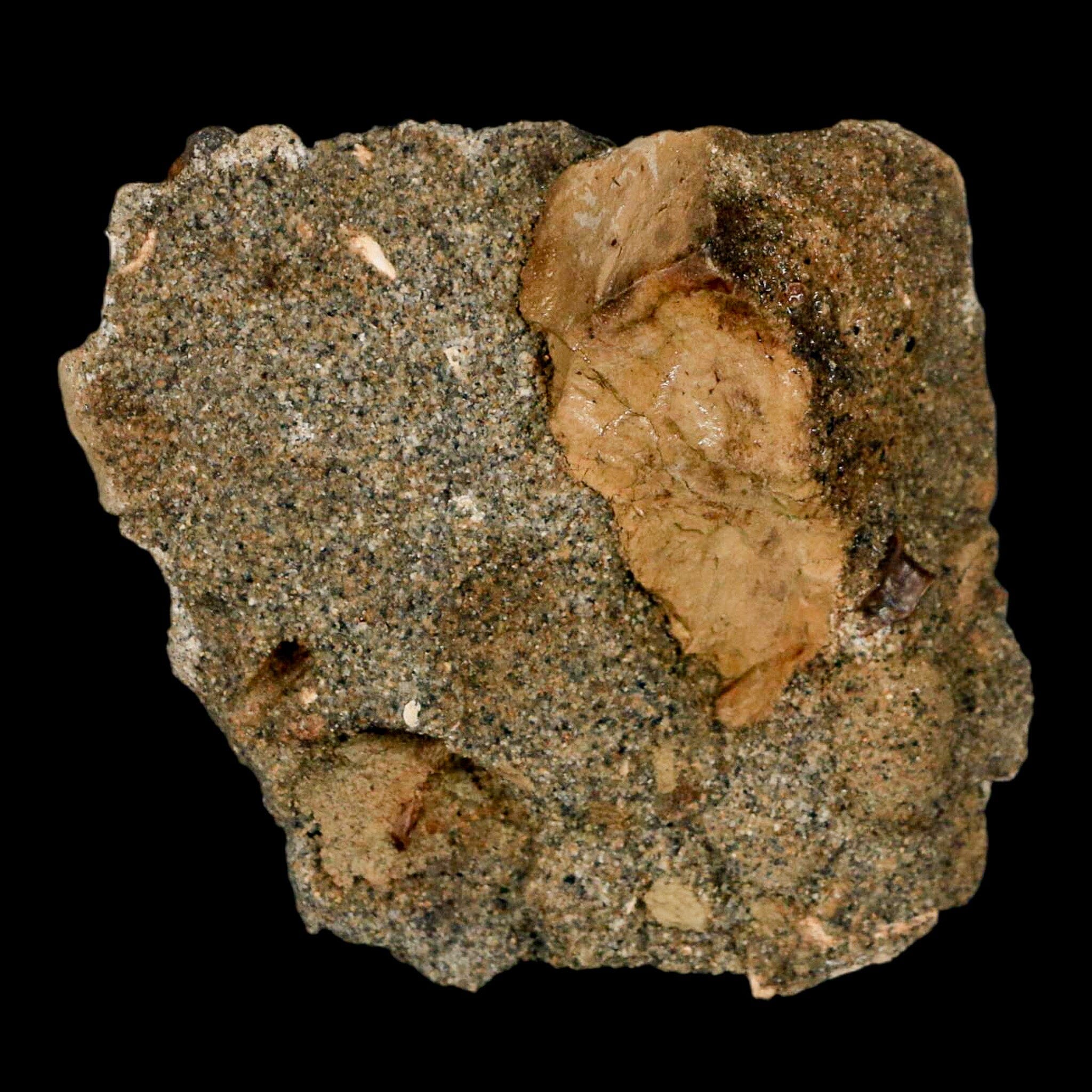 Tyrannosaur Serrated Fossil Tooth And Dromaeosaurus Raptor Dinosaur Tooth In Matrix - Fossil Age Minerals