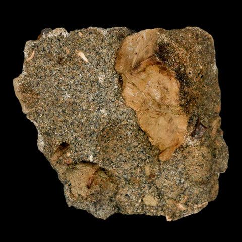 Tyrannosaur Serrated Fossil Tooth And Dromaeosaurus Raptor Dinosaur Tooth In Matrix - Fossil Age Minerals