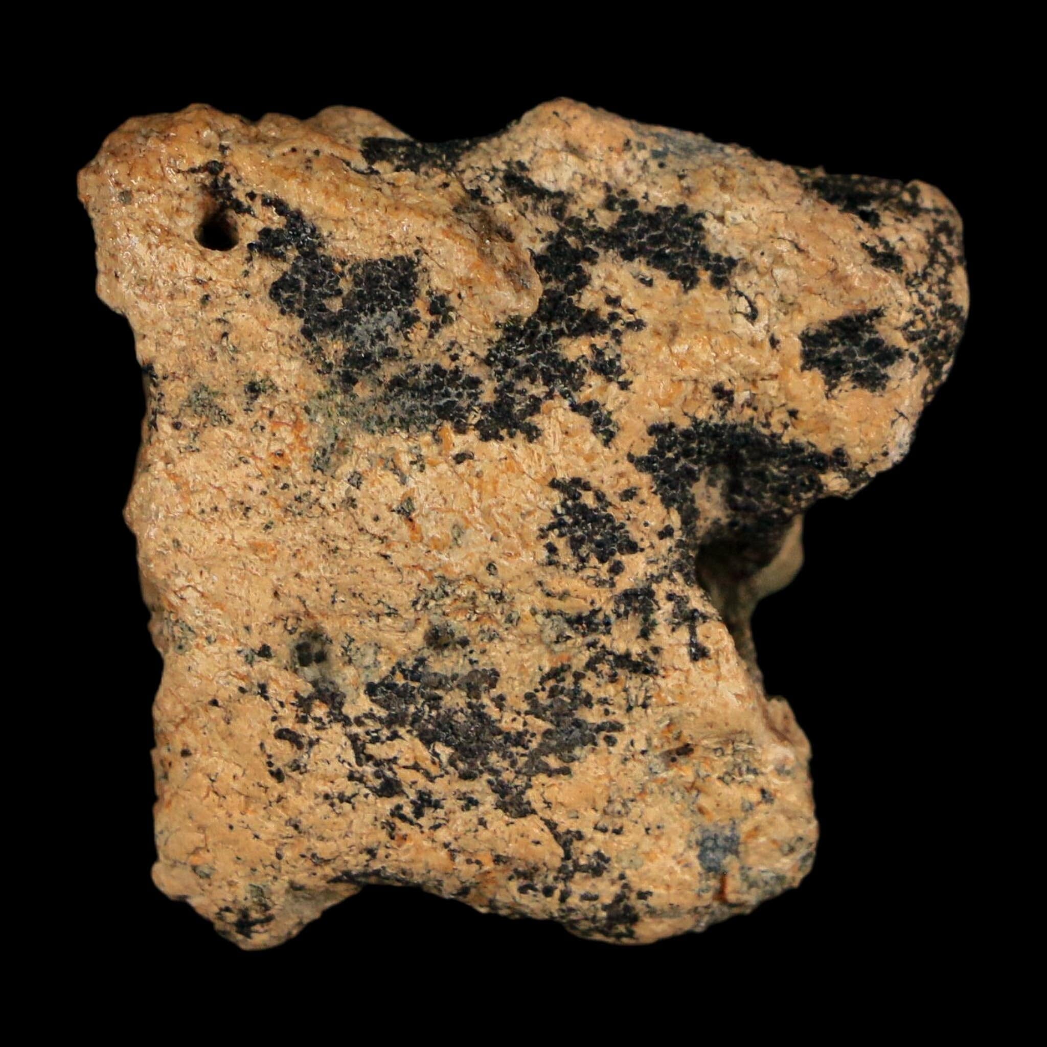 1.1" Ankylosaurus Fossil Scute Bone Judith River FM Cretaceous Dinosaur MT COA - Fossil Age Minerals