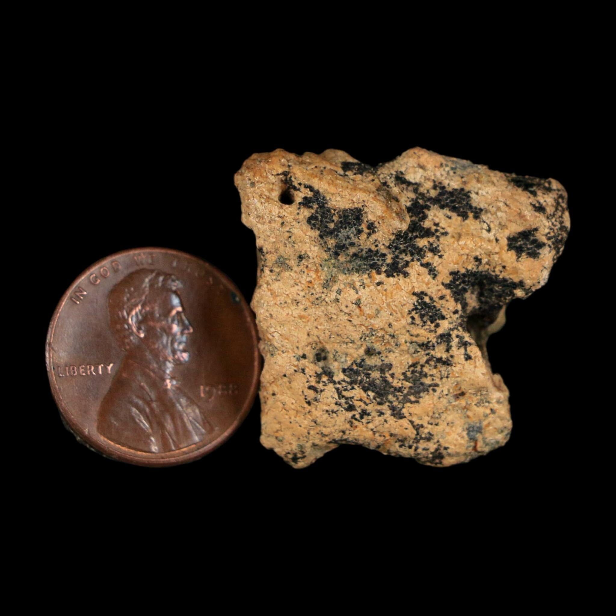 1.1" Ankylosaurus Fossil Scute Bone Judith River FM Cretaceous Dinosaur MT COA - Fossil Age Minerals