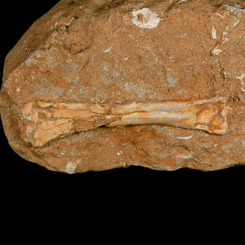 4.6" Pterosaur Tethydraco Regalis Fossil Bone Upper Cretaceous Morocco Stand COA - Fossil Age Minerals