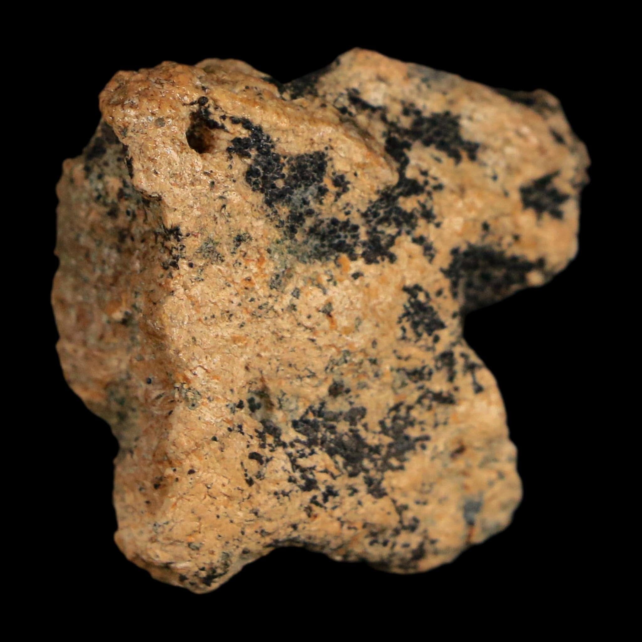 1.1" Ankylosaurus Fossil Scute Bone Judith River FM Cretaceous Dinosaur MT COA - Fossil Age Minerals