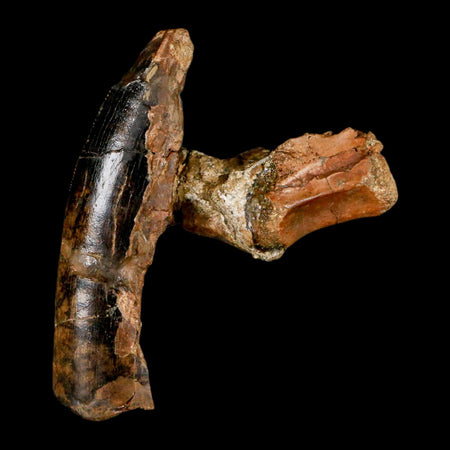 Tyrannosaur Fossil Tooth, Ankylosaurus Tooth Rooted And Raptor Vertebrae In Matrix