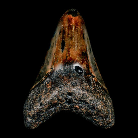 2.9" Quality Megalodon Shark Tooth Serrated Fossil Natural Miocene Age COA - Fossil Age Minerals
