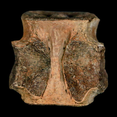 0.9" Champsosaurus Gigas Reptile Fossil Vertebrae Cretaceous Hell Creek FM MT COA