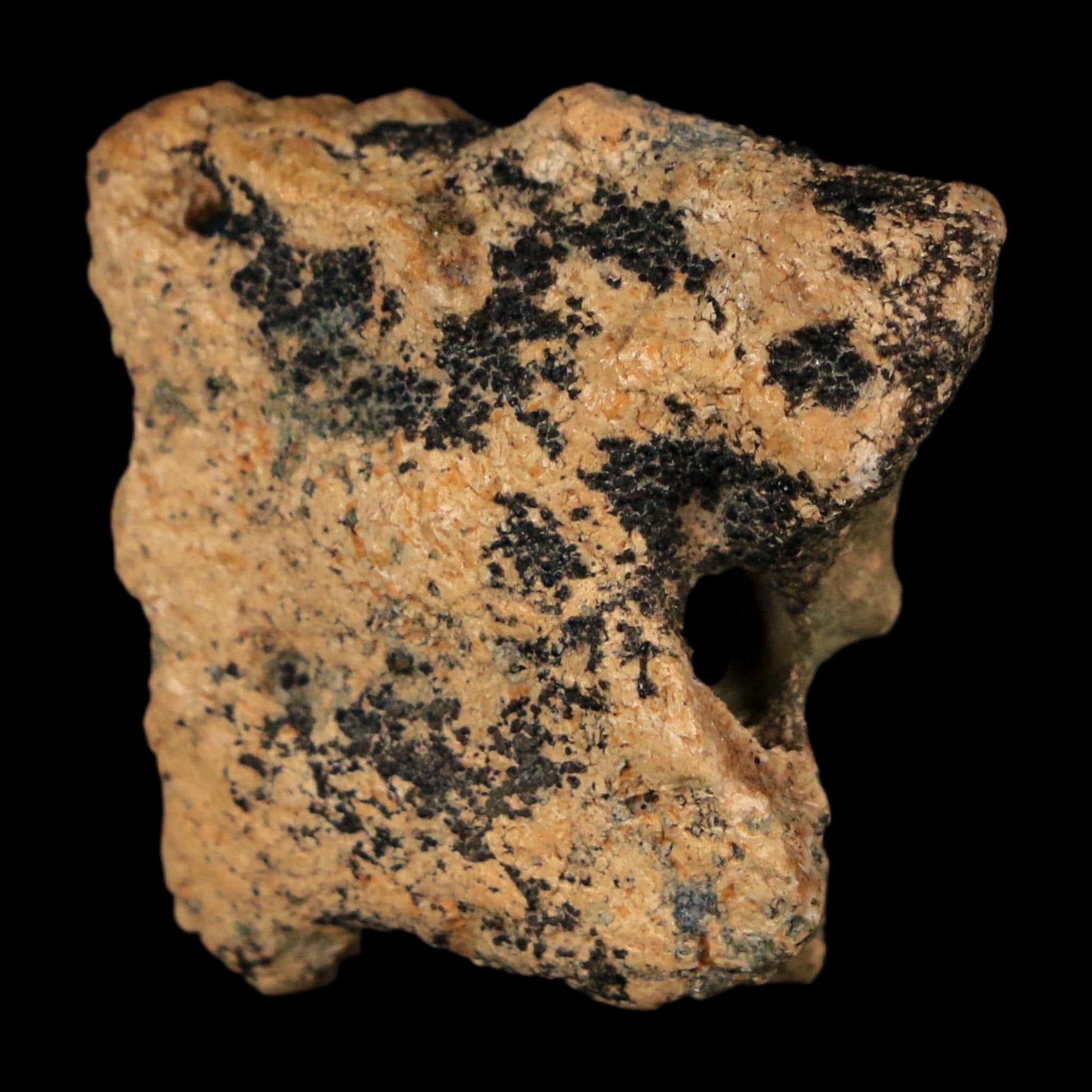 1.1" Ankylosaurus Fossil Scute Bone Judith River FM Cretaceous Dinosaur MT COA - Fossil Age Minerals