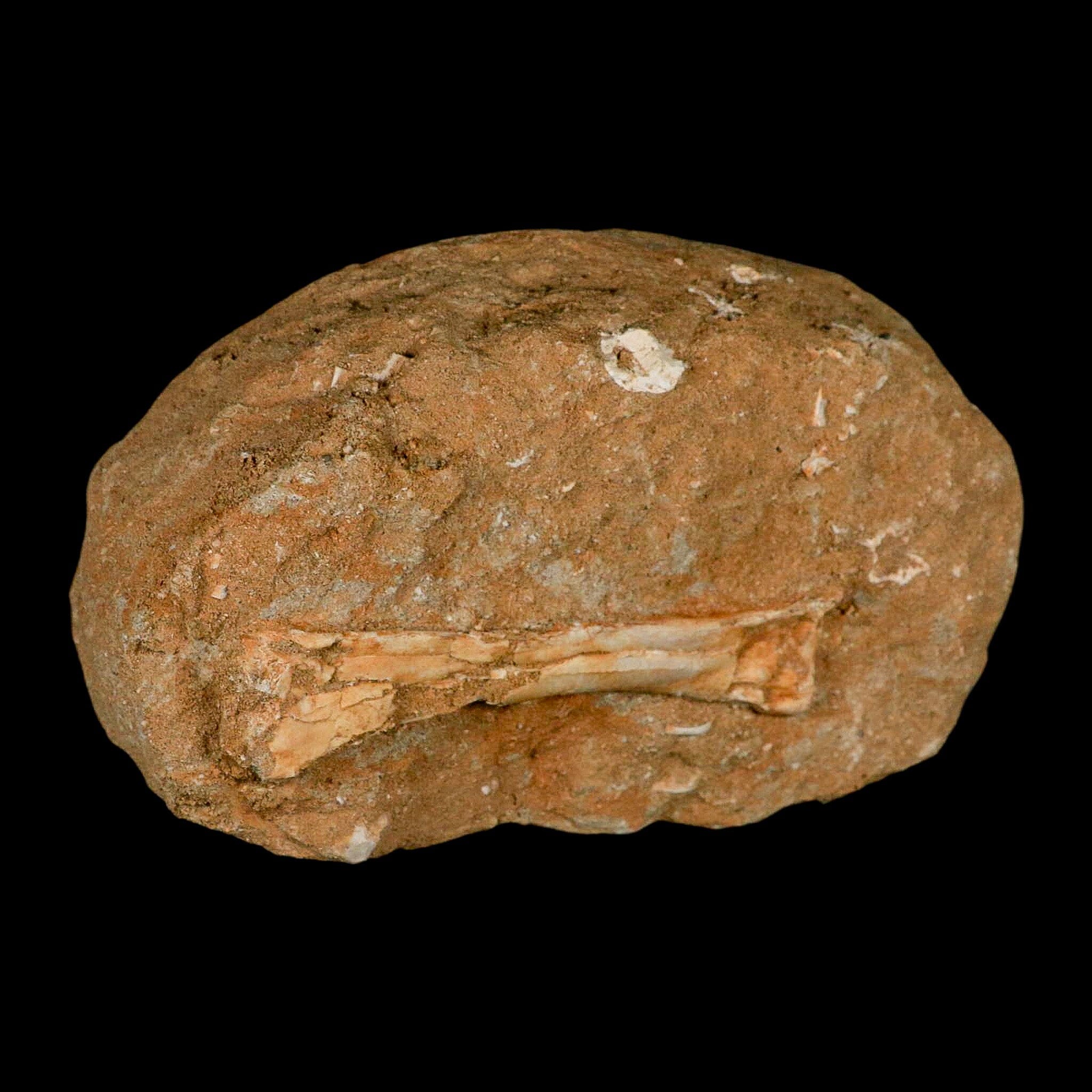 4.6" Pterosaur Tethydraco Regalis Fossil Bone Upper Cretaceous Morocco Stand COA - Fossil Age Minerals