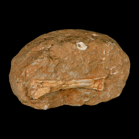 4.6" Pterosaur Tethydraco Regalis Fossil Bone Upper Cretaceous Morocco Stand COA - Fossil Age Minerals