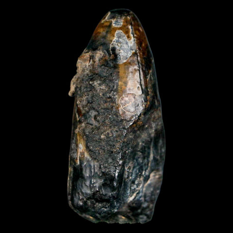 2.1" Sarcosuchus Imperator Crocodile Fossil Tooth Elrhaz FM Cretaceous Niger COA - Fossil Age Minerals