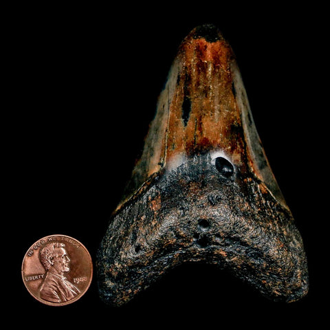 2.9" Quality Megalodon Shark Tooth Serrated Fossil Natural Miocene Age COA - Fossil Age Minerals
