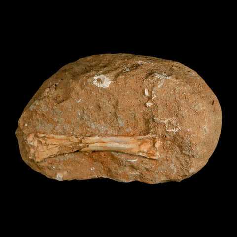 4.6" Pterosaur Tethydraco Regalis Fossil Bone Upper Cretaceous Morocco Stand COA - Fossil Age Minerals