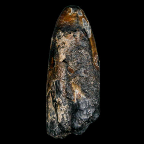 2.1" Sarcosuchus Imperator Crocodile Fossil Tooth Elrhaz FM Cretaceous Niger COA - Fossil Age Minerals