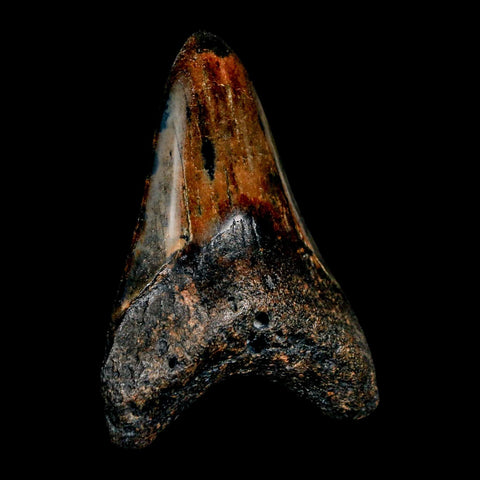 2.9" Quality Megalodon Shark Tooth Serrated Fossil Natural Miocene Age COA - Fossil Age Minerals