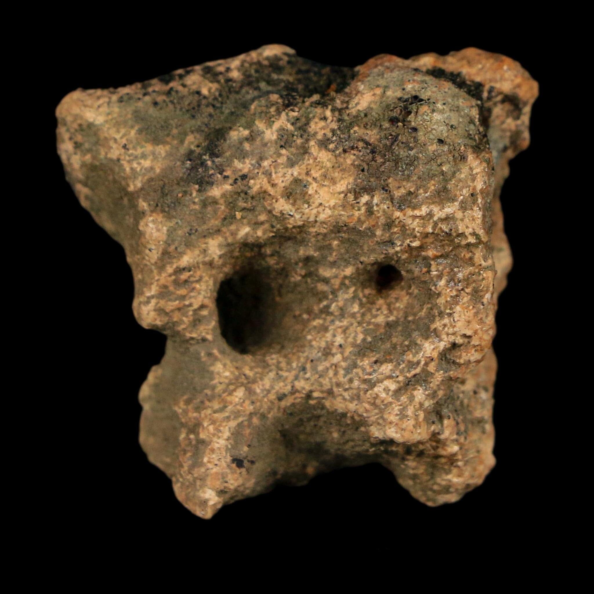 1.1" Ankylosaurus Fossil Scute Bone Judith River FM Cretaceous Dinosaur MT COA - Fossil Age Minerals