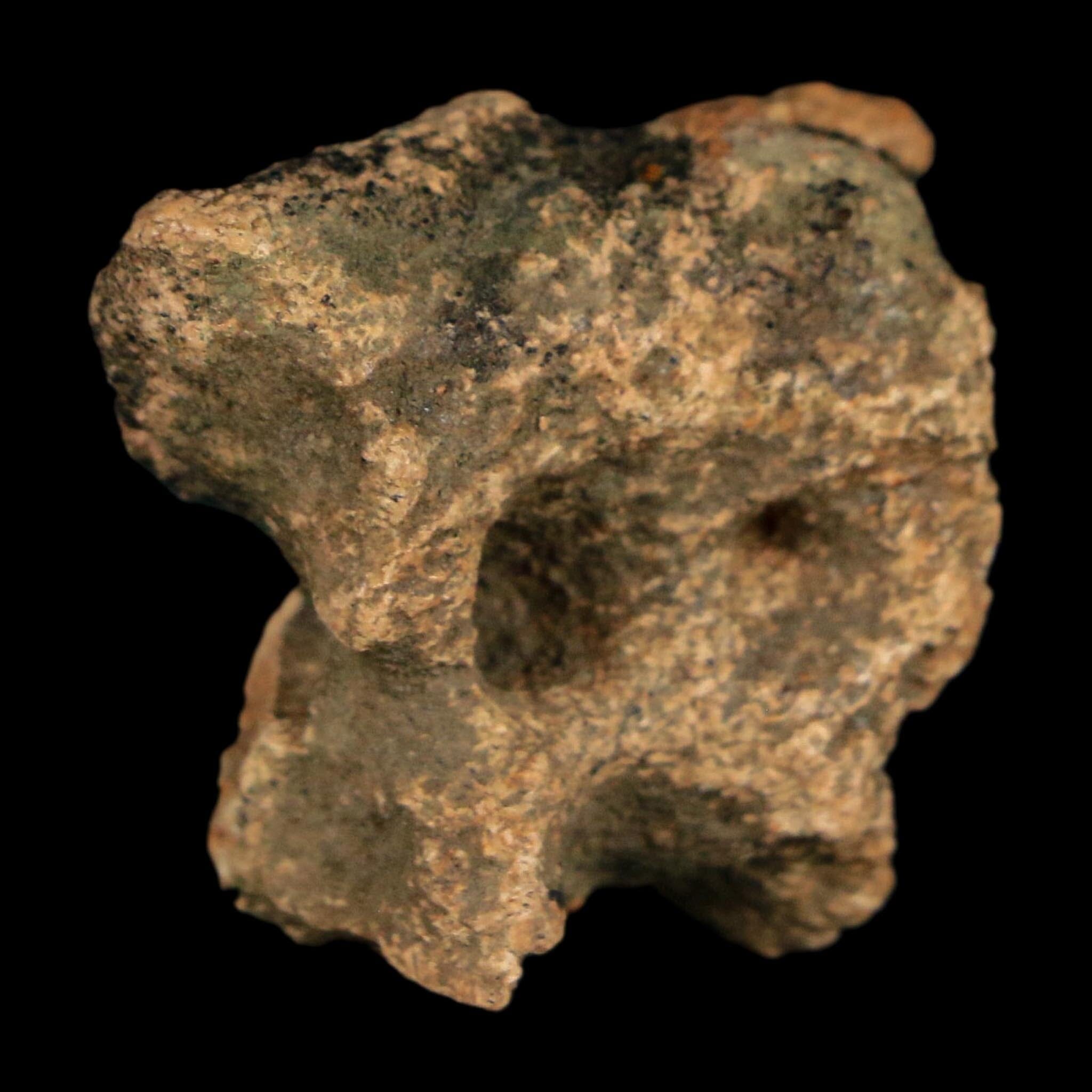 1.1" Ankylosaurus Fossil Scute Bone Judith River FM Cretaceous Dinosaur MT COA - Fossil Age Minerals