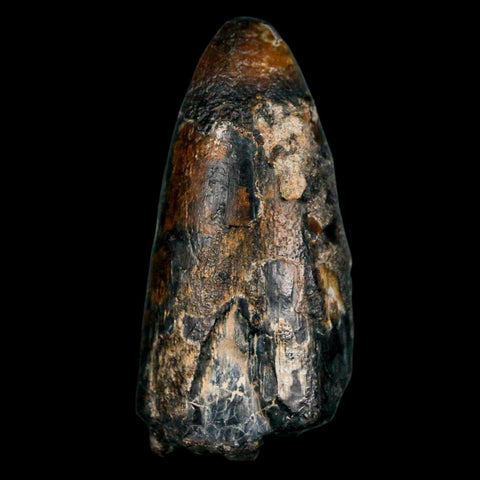 2.1" Sarcosuchus Imperator Crocodile Fossil Tooth Elrhaz FM Cretaceous Niger COA - Fossil Age Minerals