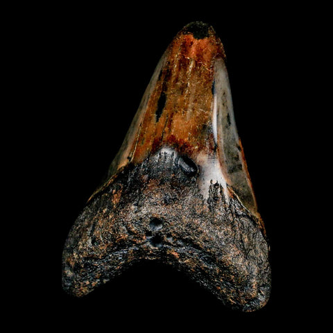 2.9" Quality Megalodon Shark Tooth Serrated Fossil Natural Miocene Age COA - Fossil Age Minerals