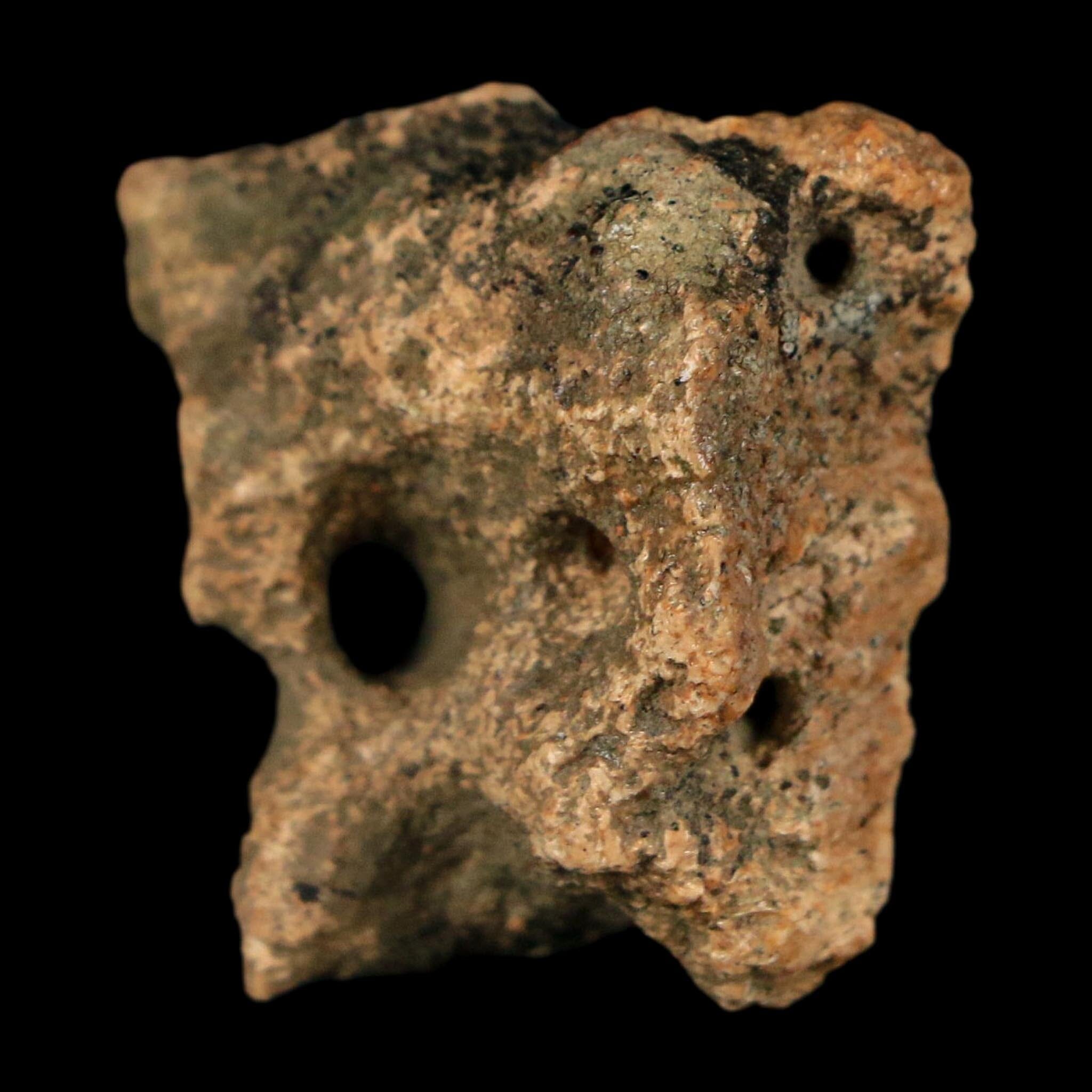 1.1" Ankylosaurus Fossil Scute Bone Judith River FM Cretaceous Dinosaur MT COA - Fossil Age Minerals